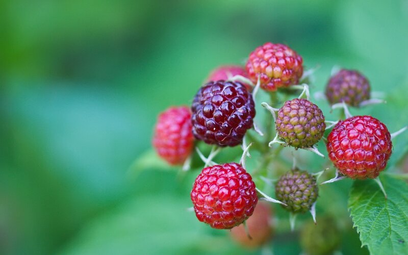 Cluster of Raspberries — Red