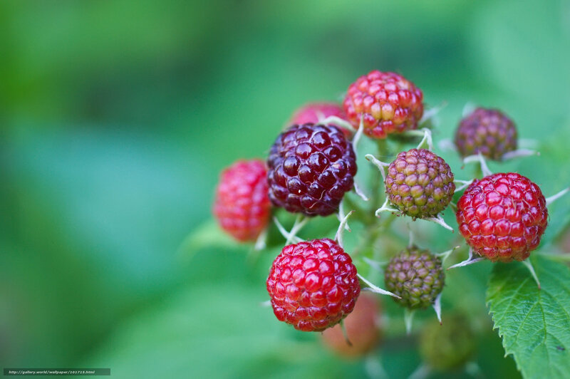 Cluster of Raspberries