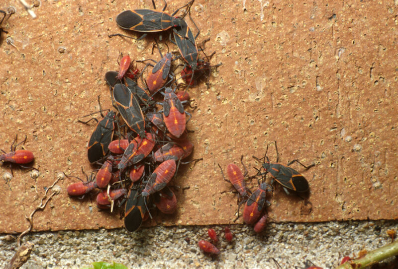 cluster of red and black bugs