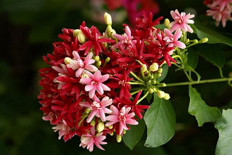 Cluster of Red and Pink Flowers