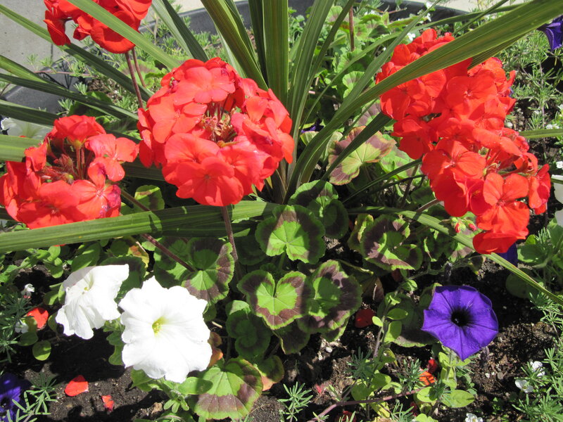 Cluster of Red and White Flowers