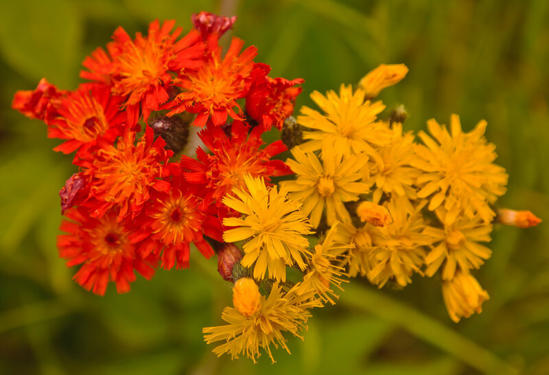 Cluster of Red and Yellow Flowers