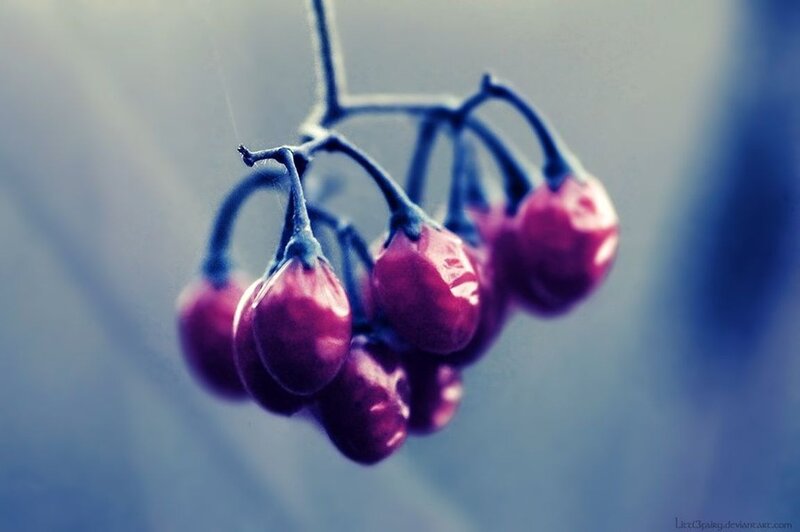 Cluster of Red Berries — Calm