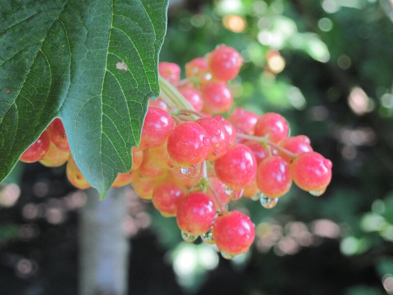 Cluster of Red Berries — Natural, Afternoon