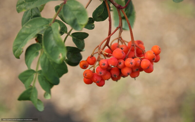 Cluster of Red Berries — Natural, Autumn, Photograph