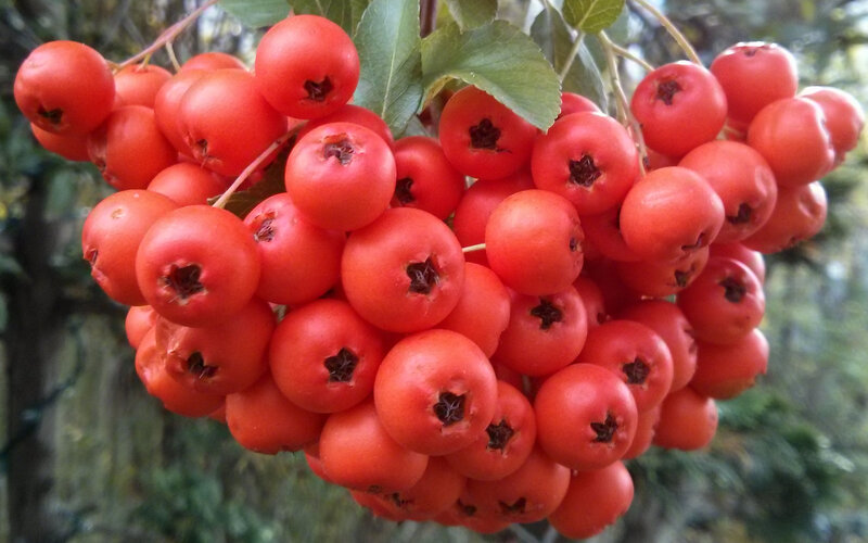 Cluster of Red Berries — Natural, Autumn