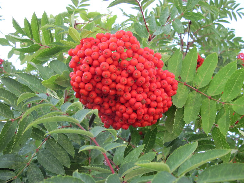 Cluster of Red Berries — Natural, Summer