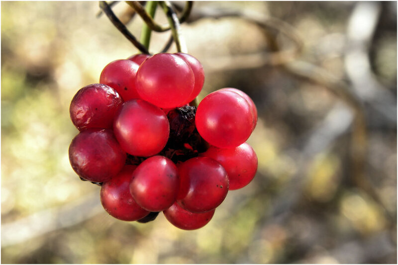 Cluster of Red Berries — Natural