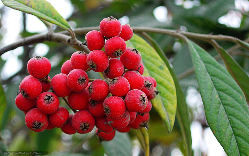 cluster of red berries on a branch