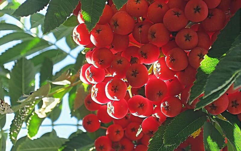 cluster of red berries on a branch