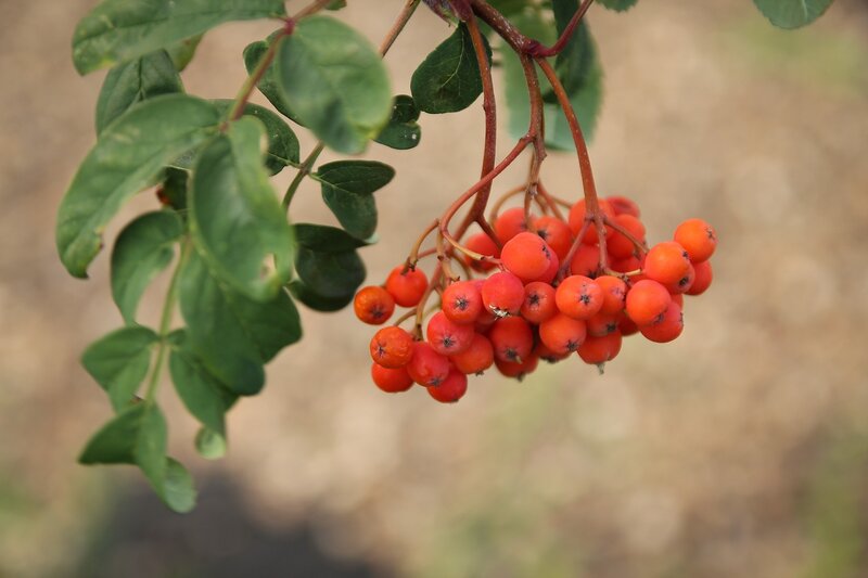 cluster of red berries on a branch