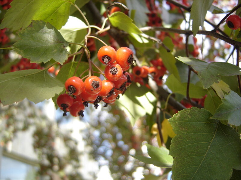 cluster of red berries on a branch