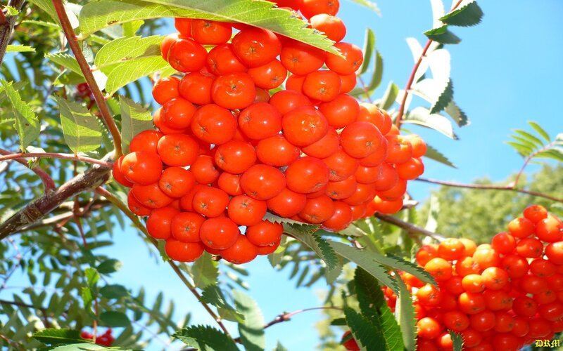cluster of red berries on a branch