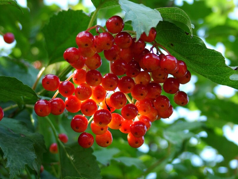 cluster of red berries on a bush