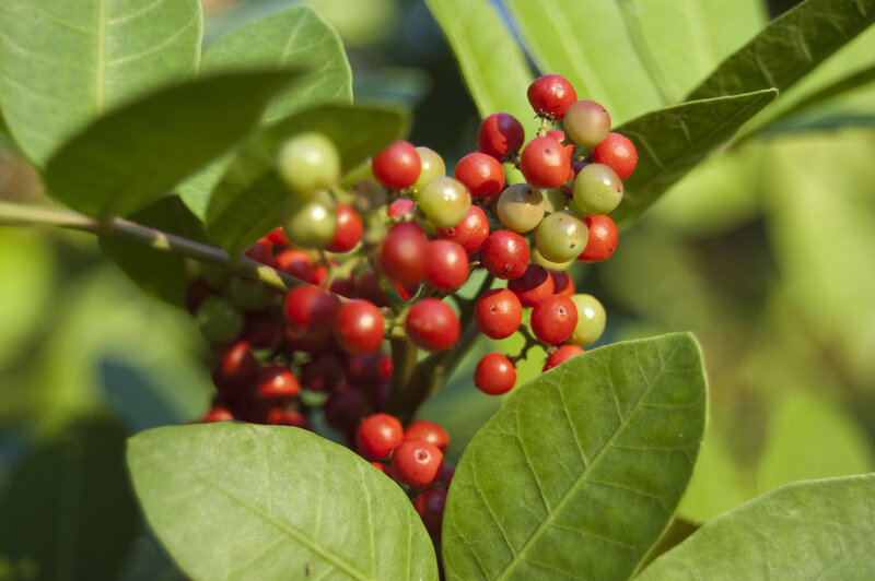 cluster of red berries on a plant