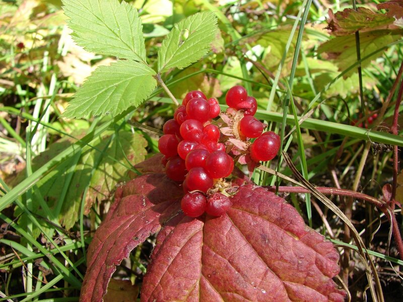cluster of red berries on plant
