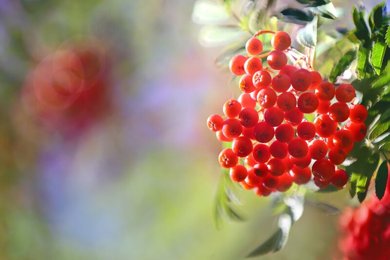 Cluster of Red Berries — Serene