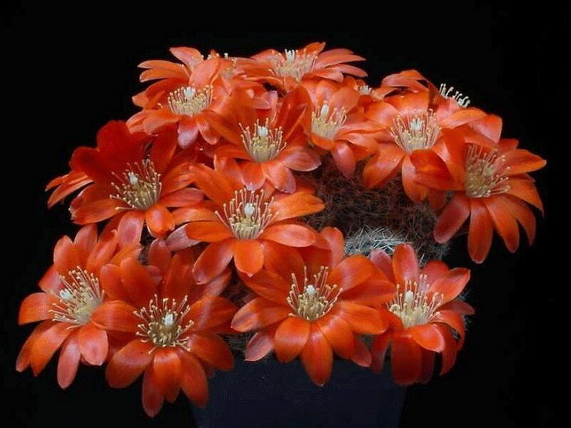 cluster of red cactus flowers