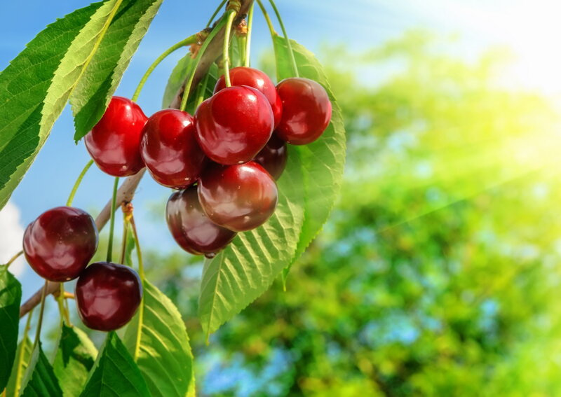 Cluster of Red Cherries — Bright