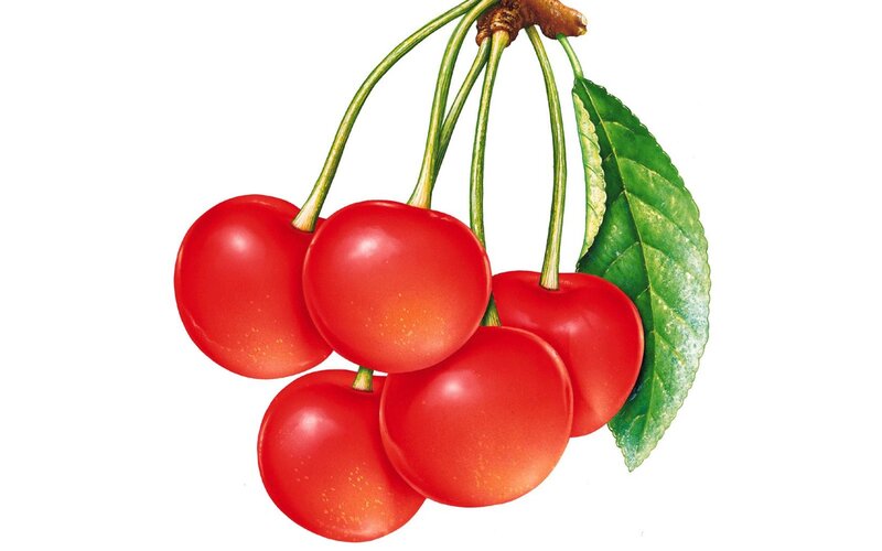 Cluster of Red Cherries — Fresh, Illustration