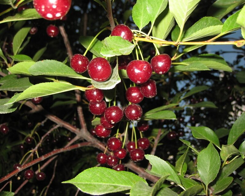 Cluster of Red Cherries — Natural, Afternoon