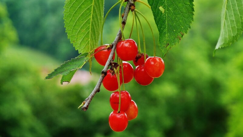 Cluster of Red Cherries — Natural, Summer, Photograph, Leaves