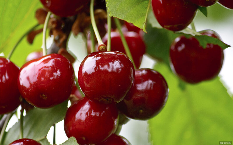 Cluster of Red Cherries — Natural, Summer