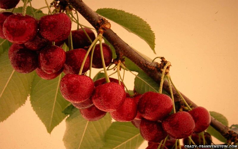 Cluster of Red Cherries — Natural