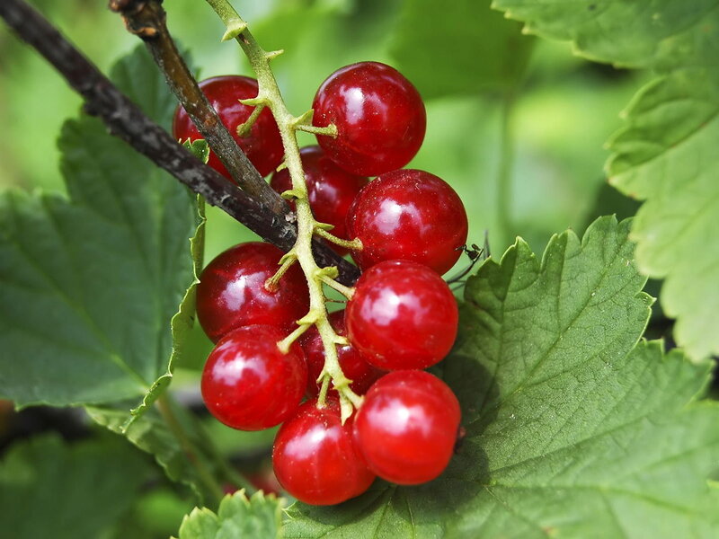 cluster of red currants on a branch