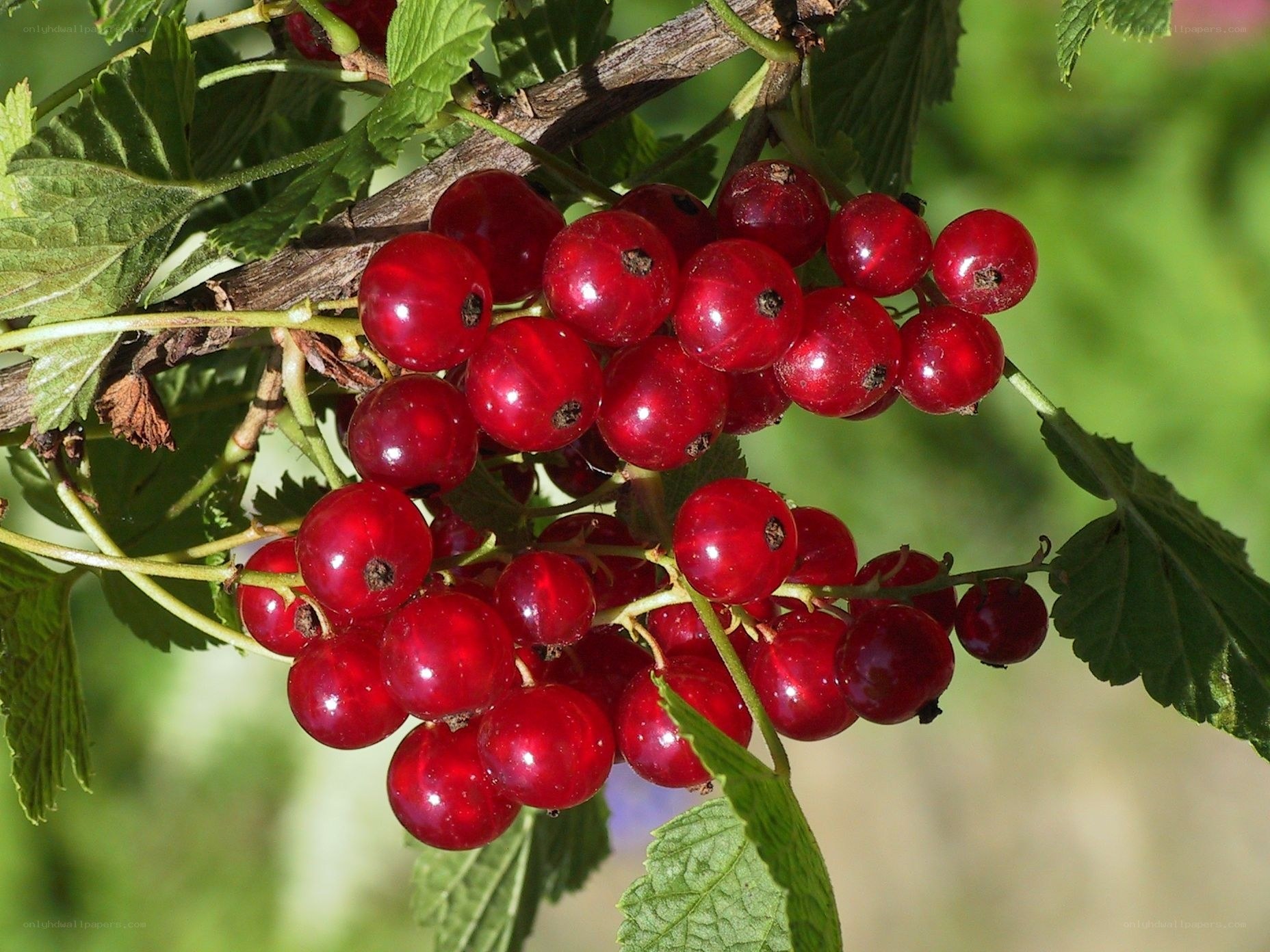 cluster of red currants on a branch