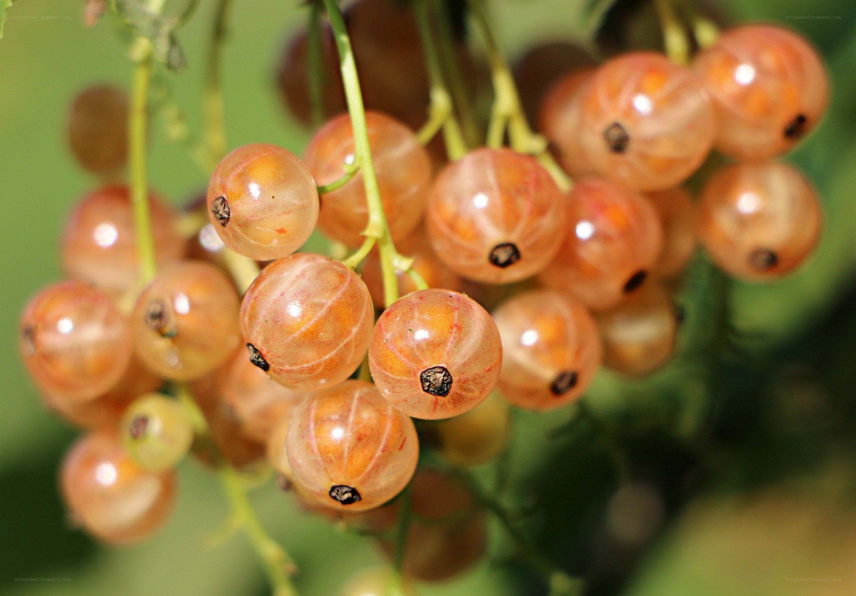 cluster of red currants
