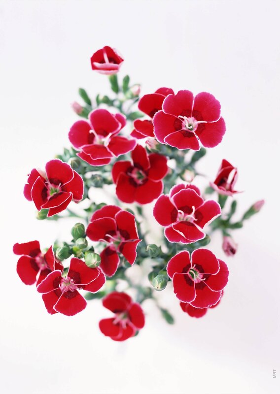 cluster of red flowers