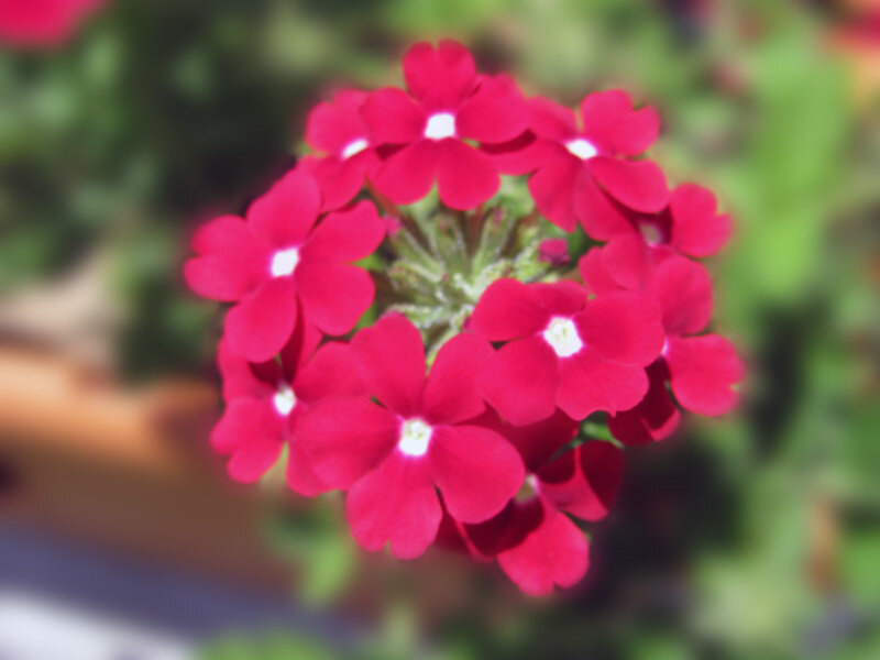 Cluster of Red Flowers — Calm