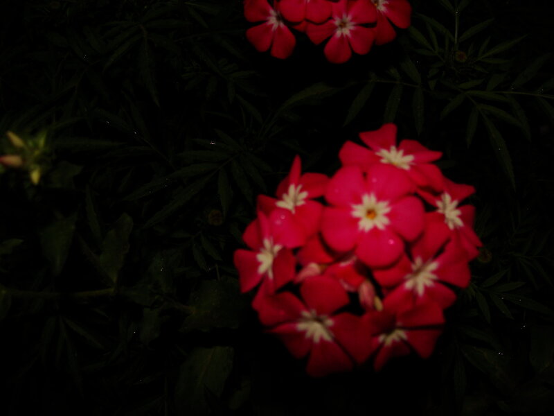 Cluster of Red Flowers — Dark