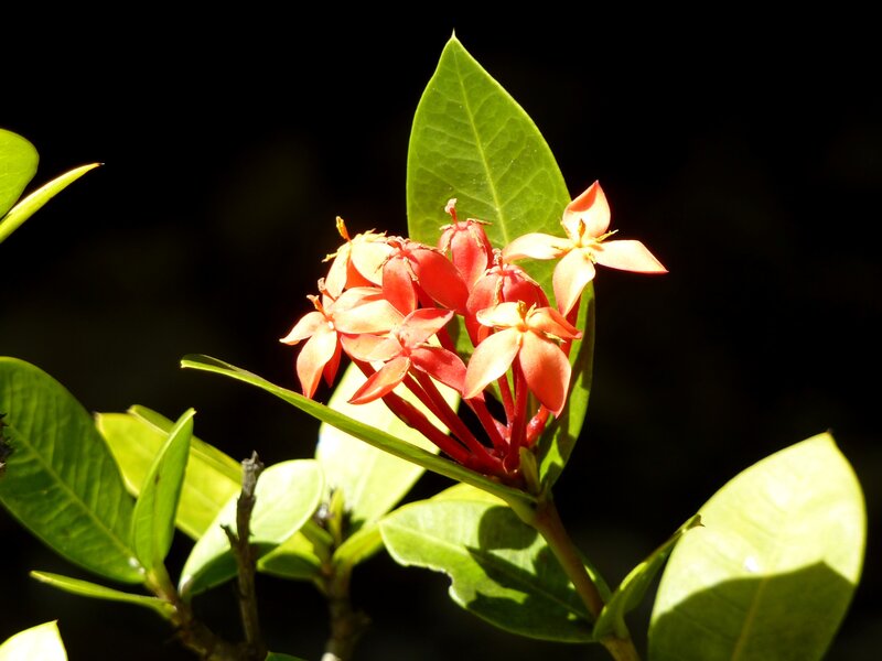 Cluster of Red Flowers — Dramatic, Afternoon