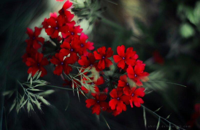 Cluster of Red Flowers — Dramatic, Photograph