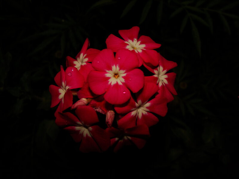 Cluster of Red Flowers — Dramatic