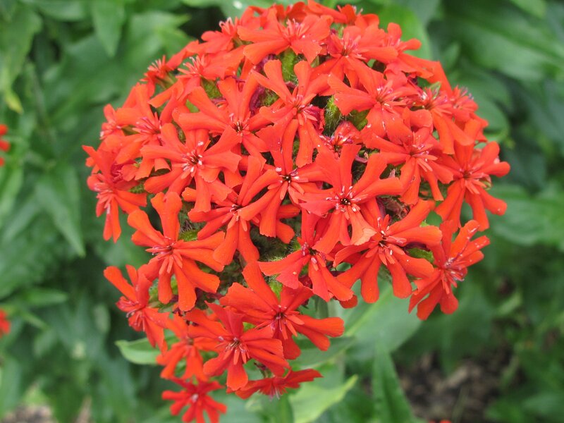Cluster of Red Flowers — Natural