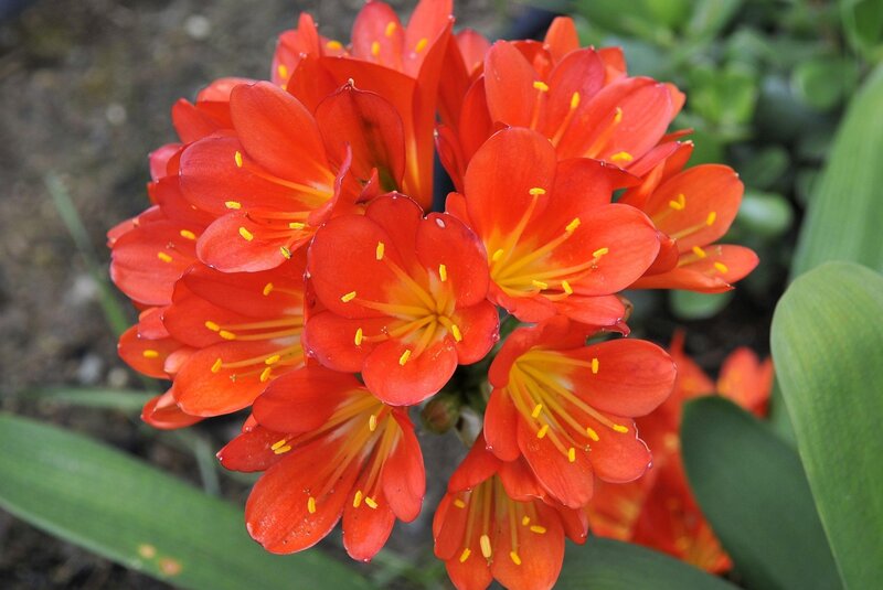 cluster of red flowers