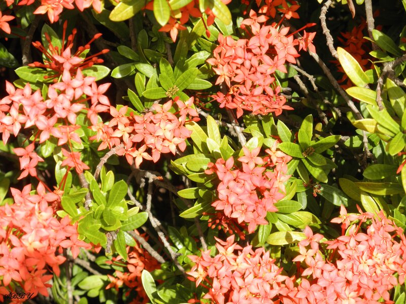 Cluster of Red Flowers — Vibrant