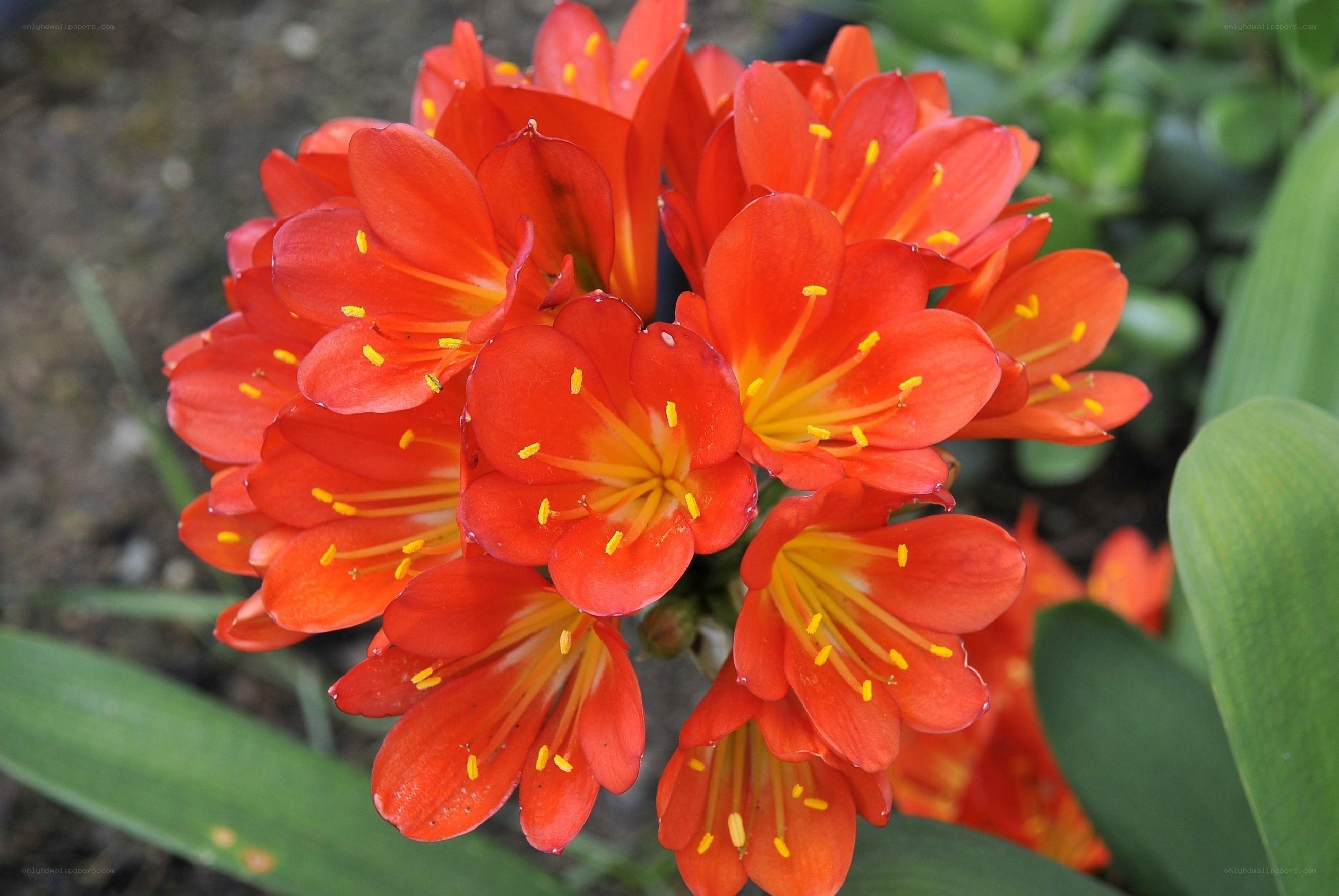 cluster of red flowers