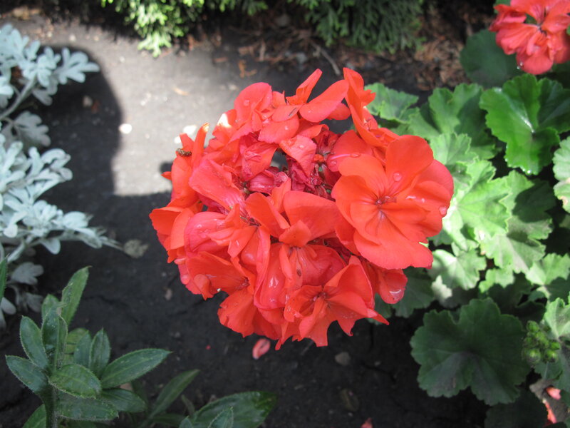 Cluster of Red Geraniums — Calm