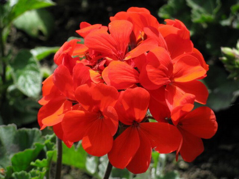 Cluster of Red Geraniums