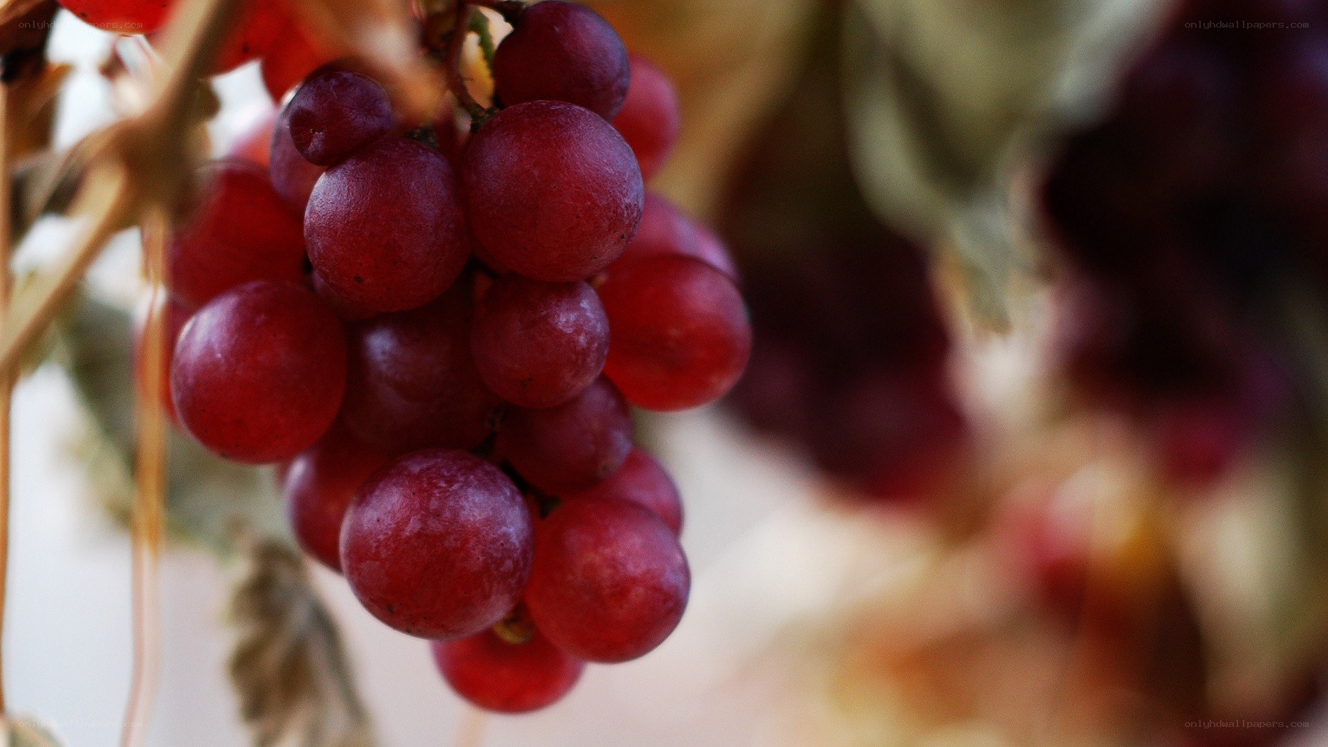 cluster of red grapes