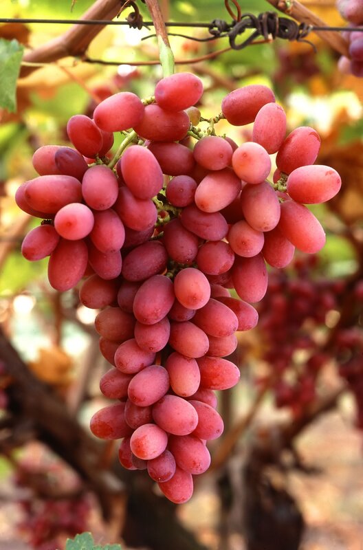 cluster of red grapes on vine