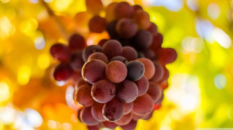 Cluster of Red Grapes — Warm