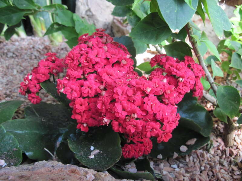 Cluster of Red Kalanchoe Flowers