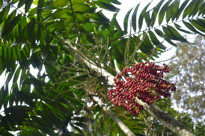 Cluster of Red Palm Fruit