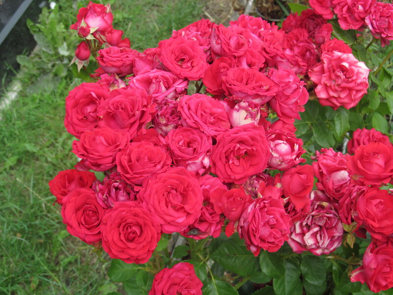 Cluster of Red Roses — Calm, Afternoon