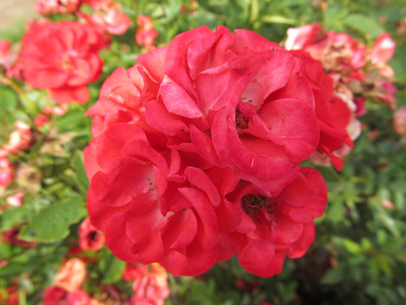 Cluster of Red Roses — Calm